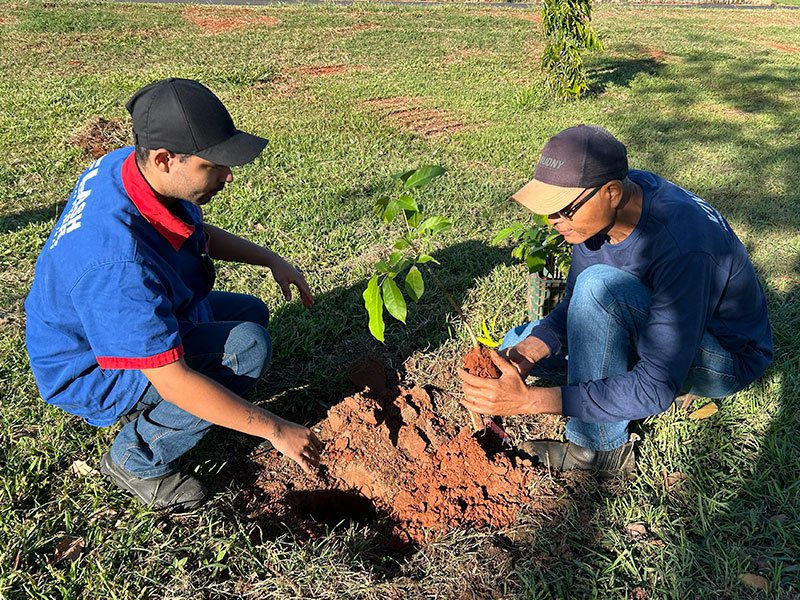 Dia da Árvore: Preservação ambiental e solidariedade 6 800x600 mudas16