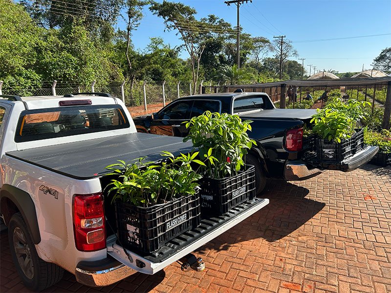 Dia da Árvore: Preservação ambiental e solidariedade 4 800x600 mudas5 1