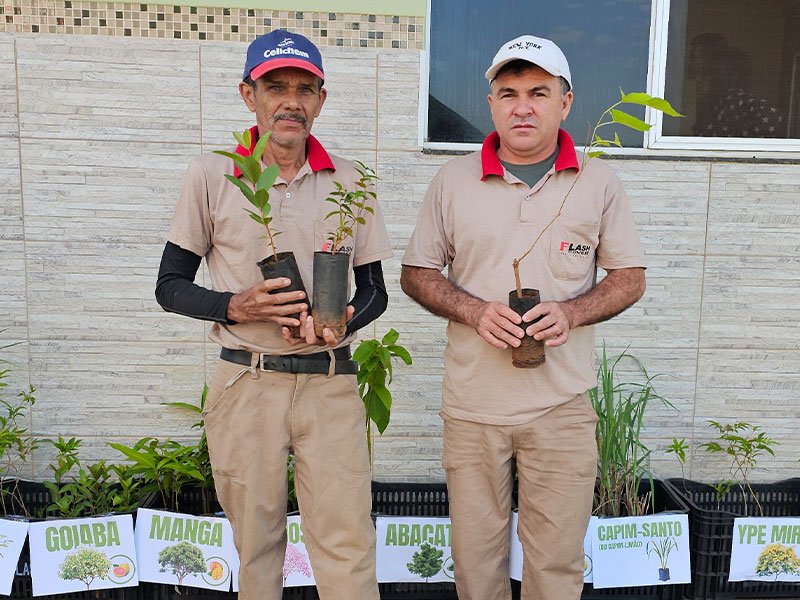 Dia da Árvore: Preservação ambiental e solidariedade 12 800x600 mudas7